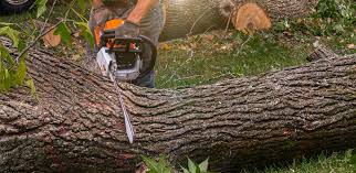 Lawn Maintenance Plans in Lewiston, UT