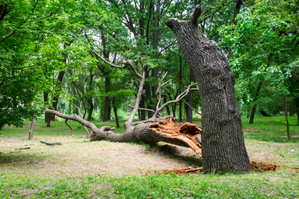 Reliable Lewiston, UT Tree Care Solutions